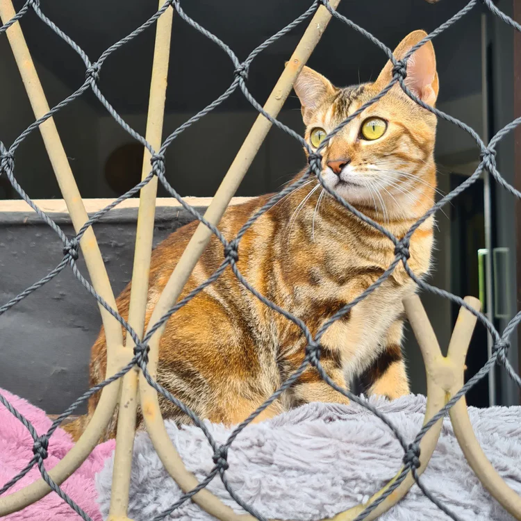 Redes de Proteção para Gatos